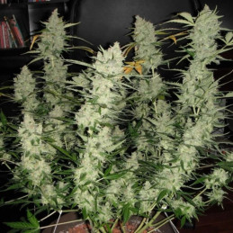 White Kush Auto