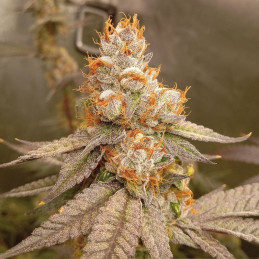 Northern Light Blue