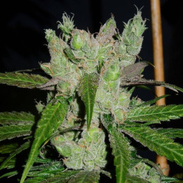 Only CBD