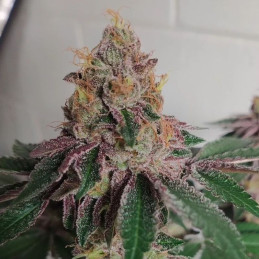 CBD Auto 20:1