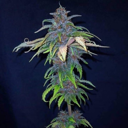 Red Purps
