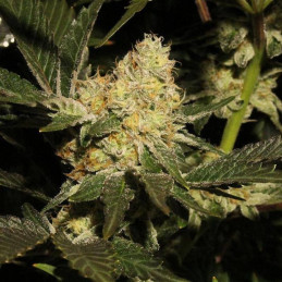 SexBud