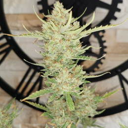 Sweet Mango Auto