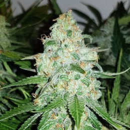 AK Skunk