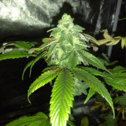 Mandarin Haze