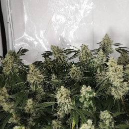 Zkittzy Gorilla