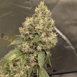 Auto JH