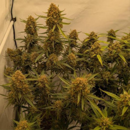 Mandarin Gelato