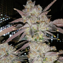 Holy Grail 69