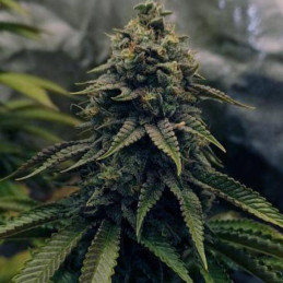 Chronic 100%