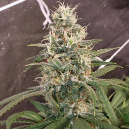 Flowerbomb Kush