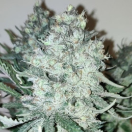 AK-77V