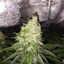 Auto Jack Hammer