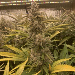 White Cheese Auto