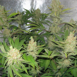 L.A. Amnesia