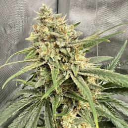 sementes de canábis haze thcv