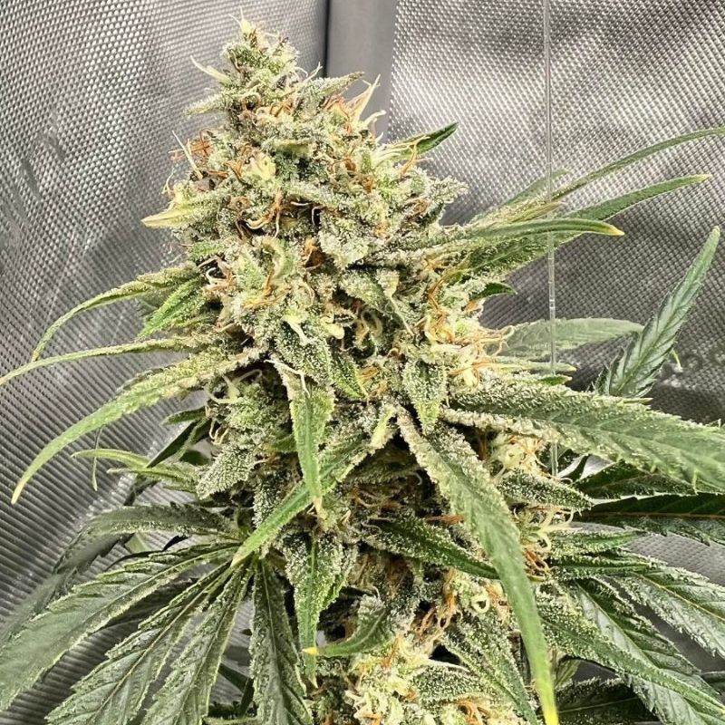 sementes de canábis haze thcv