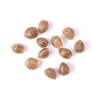 Tipos de Sementes de Cannabis - BestCannabisSeeds.pt