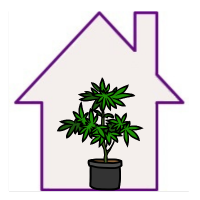 Sementes de Cannabis de Interior