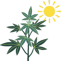 Sementes de Cannabis de Exterior