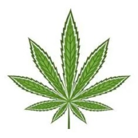 Sementes de Cannabis Sativa