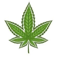Sementes de Cannabis Indica