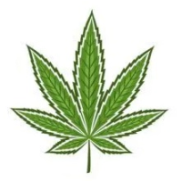 Sementes de Canábis Híbrida