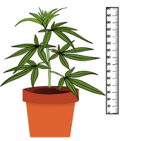 Variedades de Canábis de Baixa Estatura