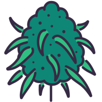 Sementes de Canábis de Alto Rendimento