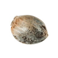 Melhores Sementes de Canábis