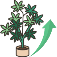 Sementes de Canábis de Crescimento Rápido