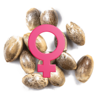 Sementes de Canábis Feminizadas