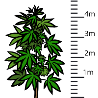 Variedades Altas de Canábis