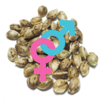 Sementes Regulares de Canábis