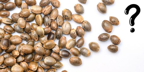 Quais sementes de canábis escolher?