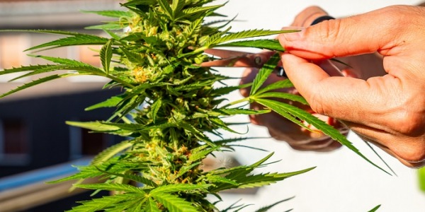 Quando colher os cultivos de cannabis?