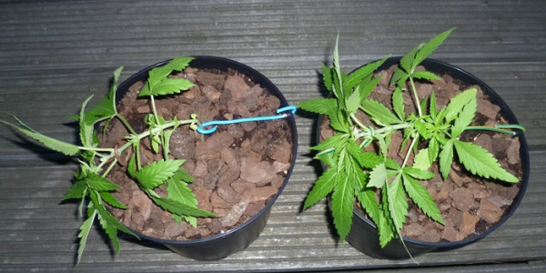 Como fazer o treino de baixo stresse (LST) na canábis