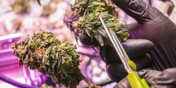 Colheita de canábis: escolhe o momento certo