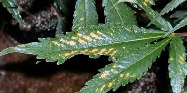 Deficiência e excesso de nutrientes no cultivo de canábis