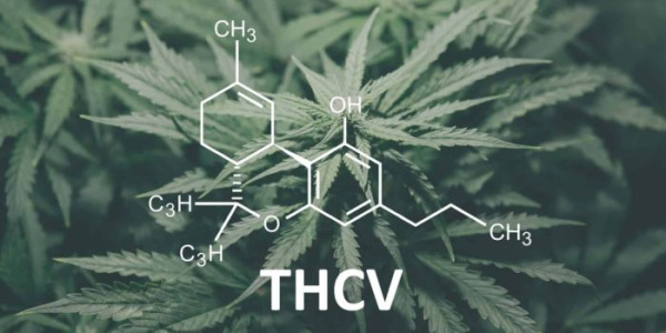 O que é o THCV e em que difere do THC?