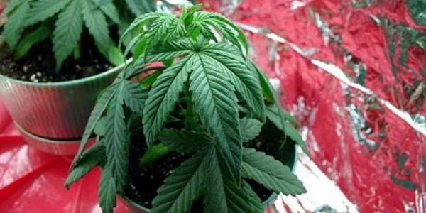 Excesso ou falta de água no cultivo de canábis