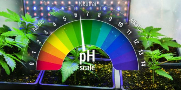 Compreender o pH e o seu papel no cultivo de plantas de canábis