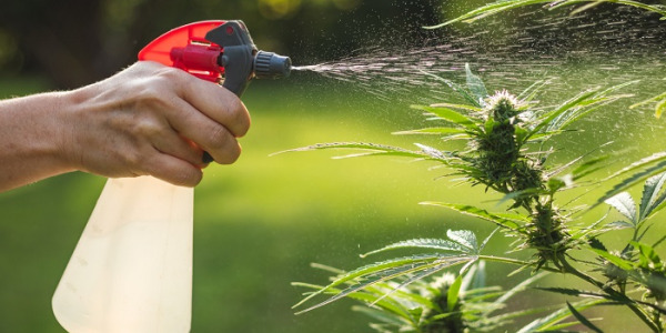 Quais são os melhores fertilizantes para a canábis?