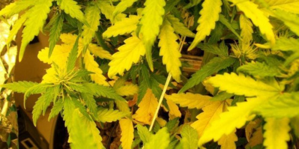 Folhas amarelas de canábis – significado, causas e tratamento