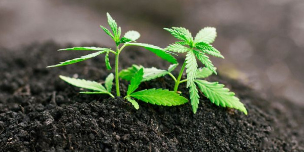 Que solo para o cultivo de variedades automáticas de canábis?
