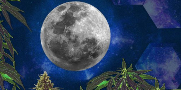 Cultivo de canábis em harmonia com as fases da Lua