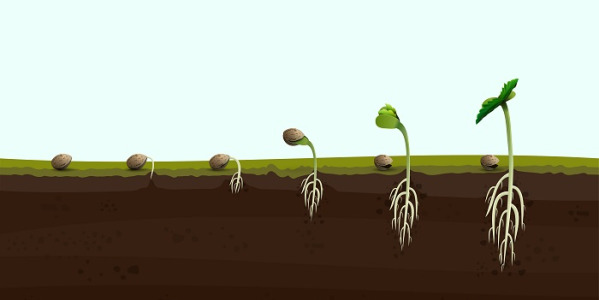 Como germinar sementes de cannabis? Guia completo